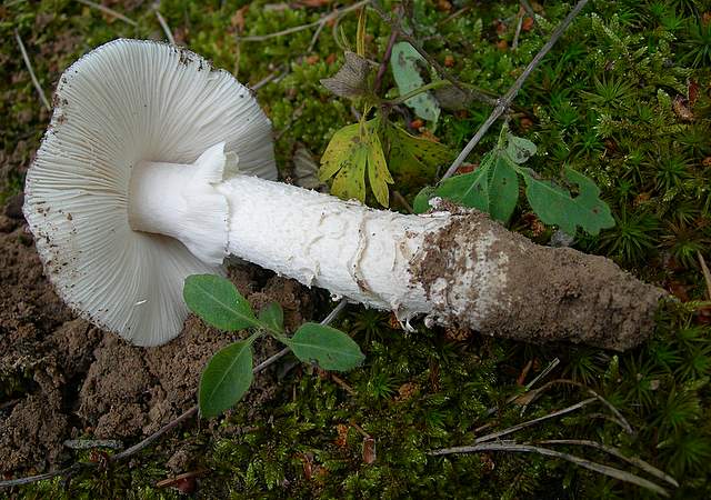 Amanita spec. Cod.: 8509-08